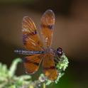 Perithemis undescribed (Dancing Amberwing) male-5.jpg
